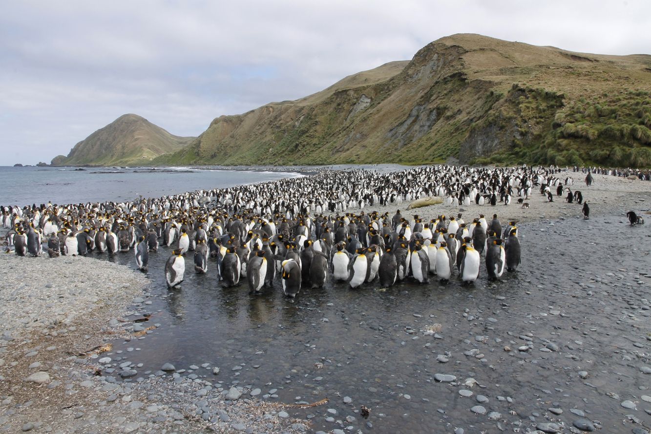 AW King Penguins on Macquarie W