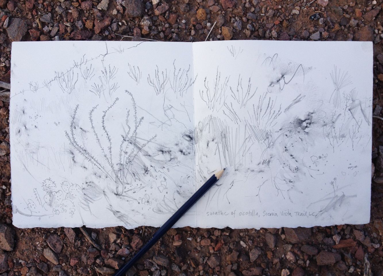AW Ocotillo sketching W