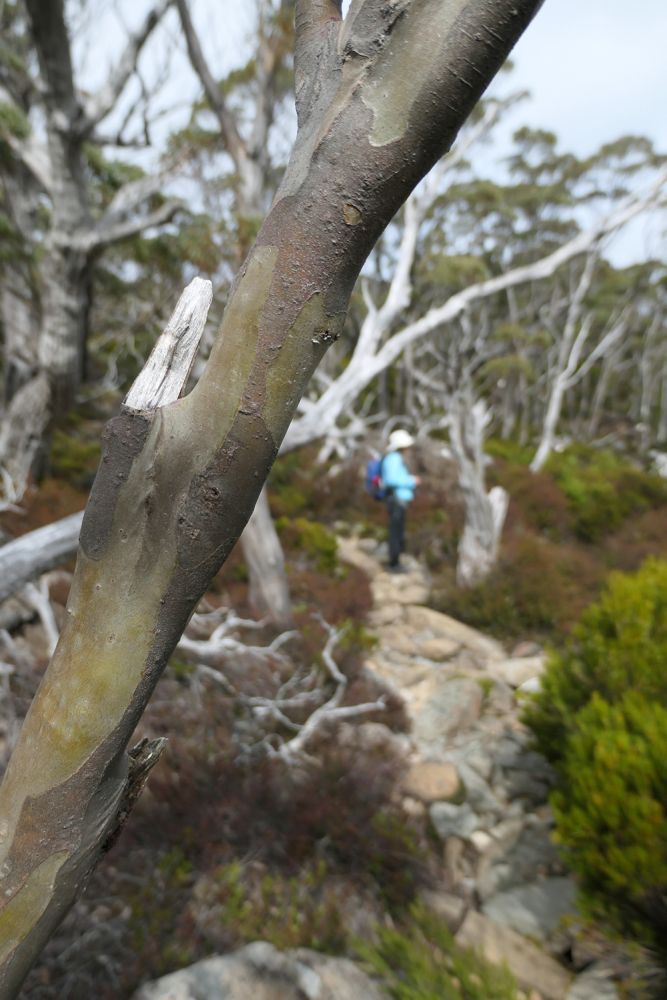 AW plein air snow gums 03