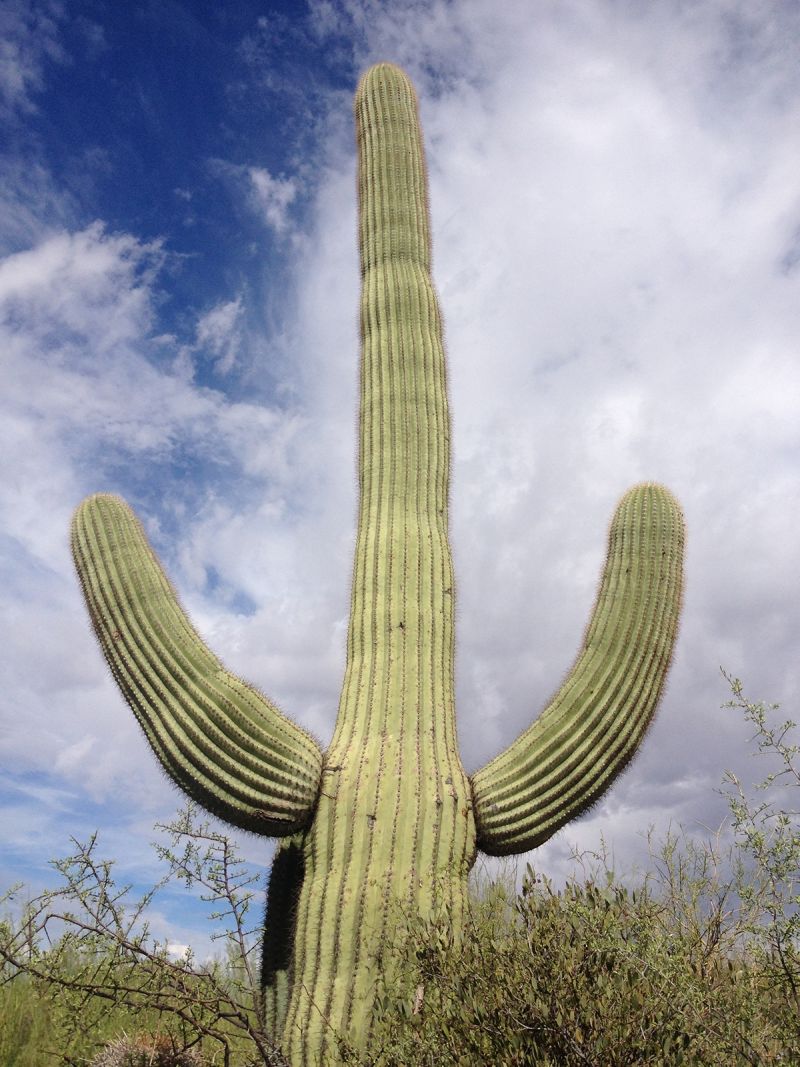 AW Saguaro Tucson W