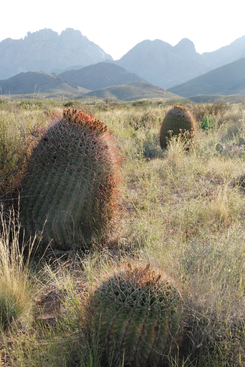 AW Barrell Cacti NM